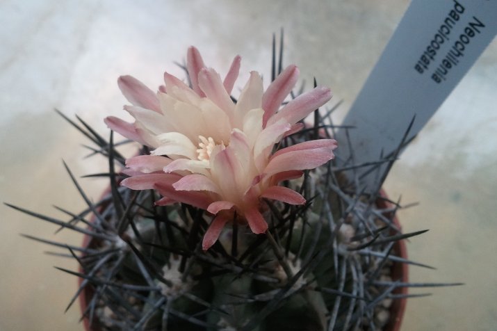 Neochilenia paucicostata 