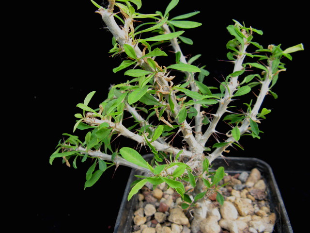 Euphorbia neobosseri 