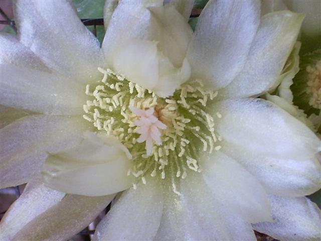 Neochilenia hankeana v. roseiflora 