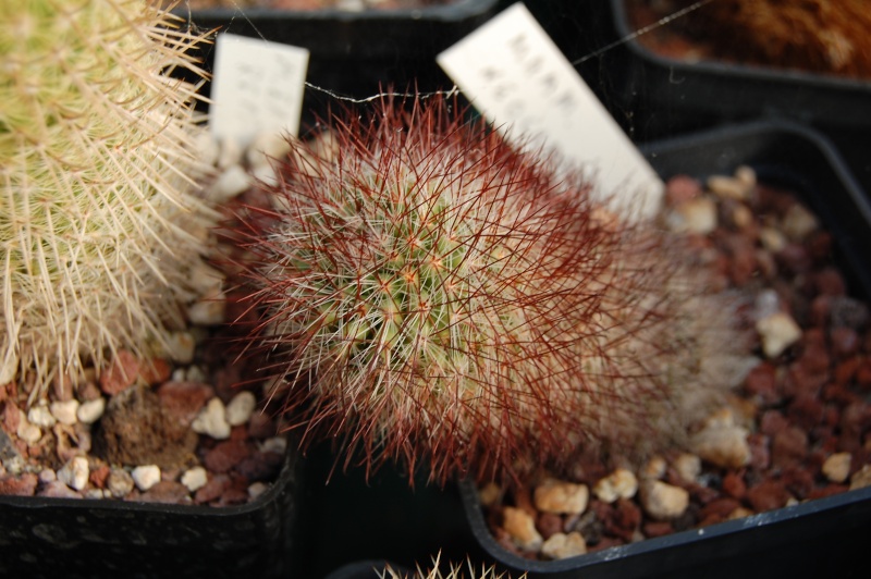 Mammillaria neocoronaria 