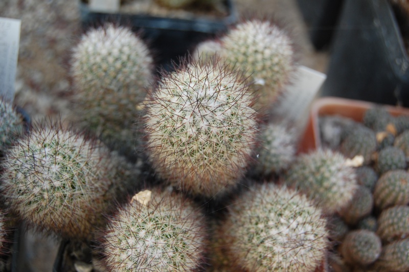 Mammillaria neocoronaria 