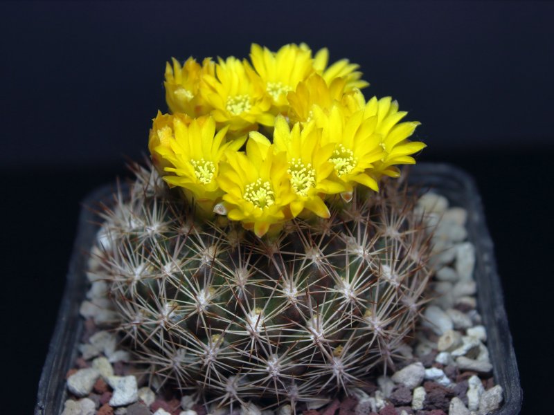 Weingartia neocumingii 