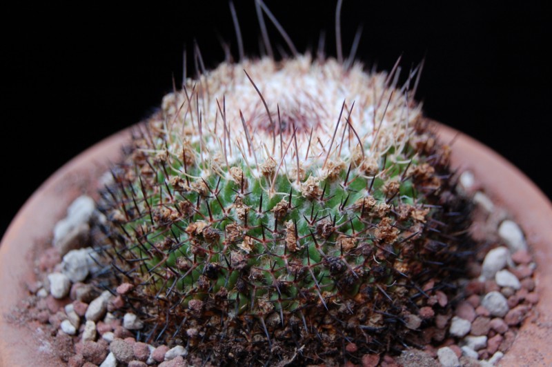 Mammillaria neomystax 