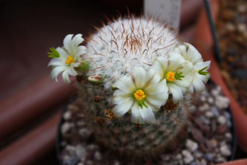 Mammillaria neopalmeri 