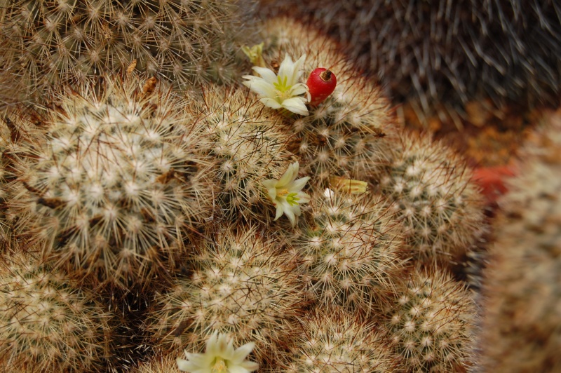 Mammillaria neopalmeri 