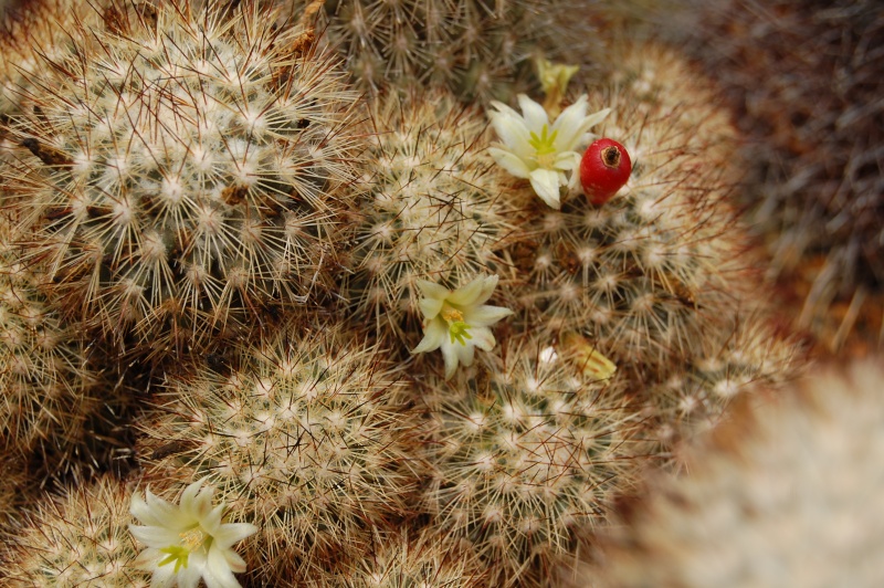 Mammillaria neopalmeri 