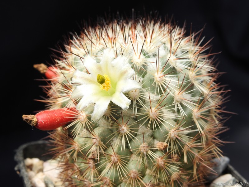 Mammillaria neopalmeri ho415