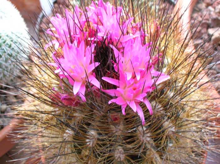 Neoporteria villosa 