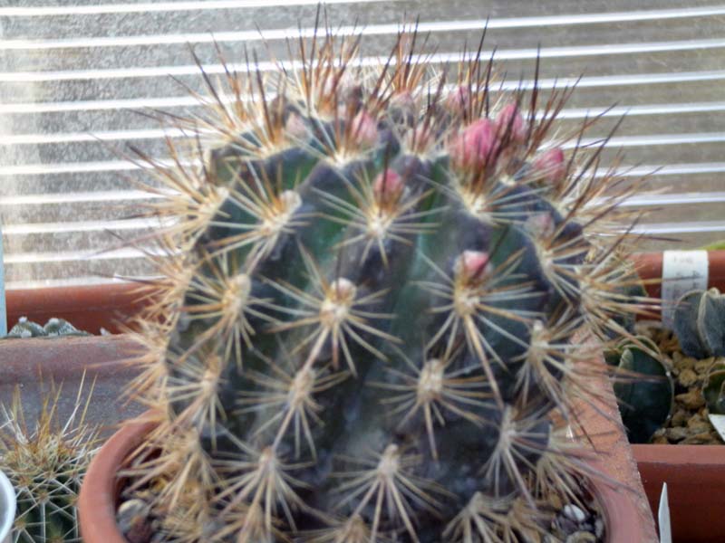 Neoporteria subgibbosa 