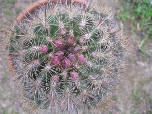 Neoporteria  