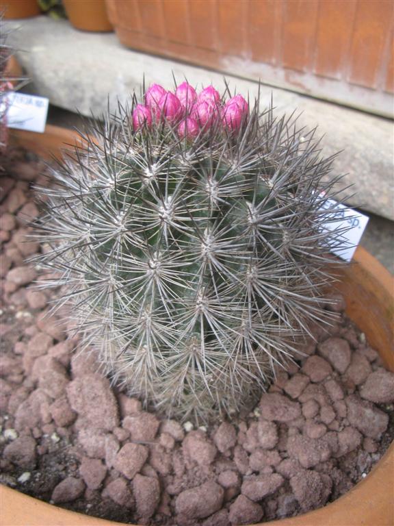 Neoporteria  