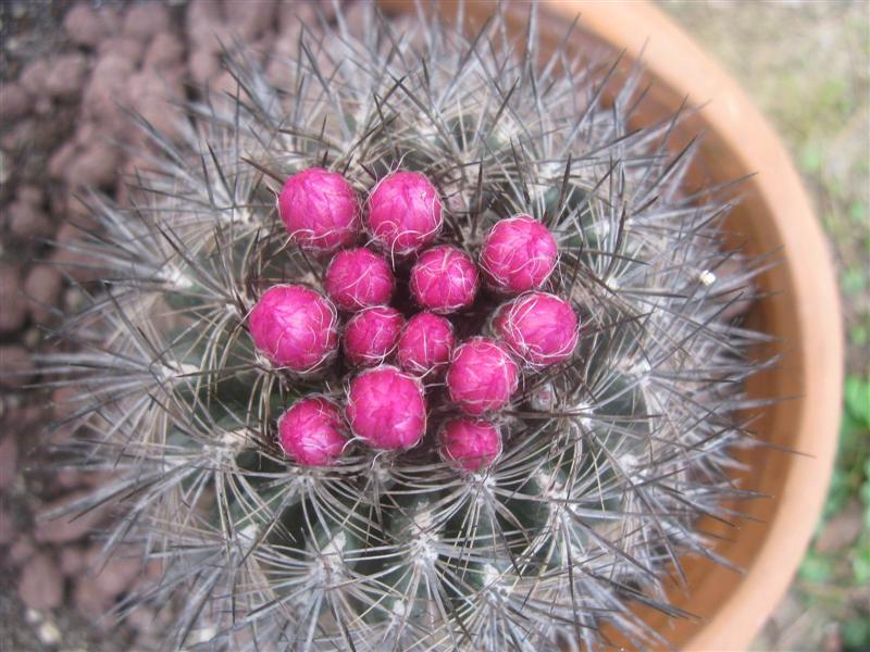 Neoporteria  