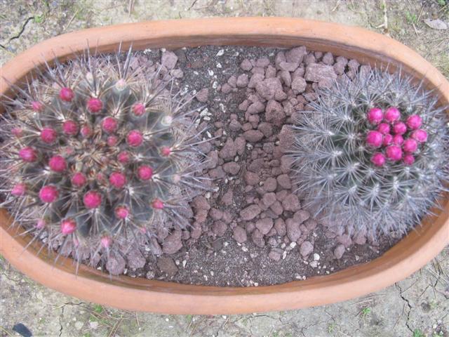 Neoporteria  