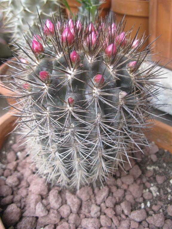 Neoporteria  