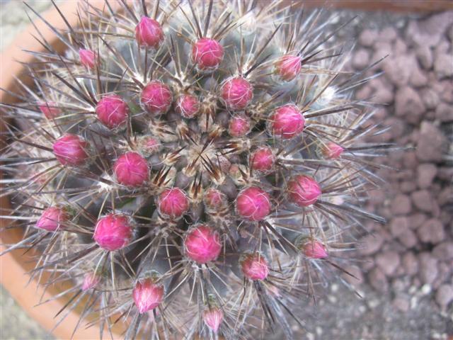 Neoporteria  