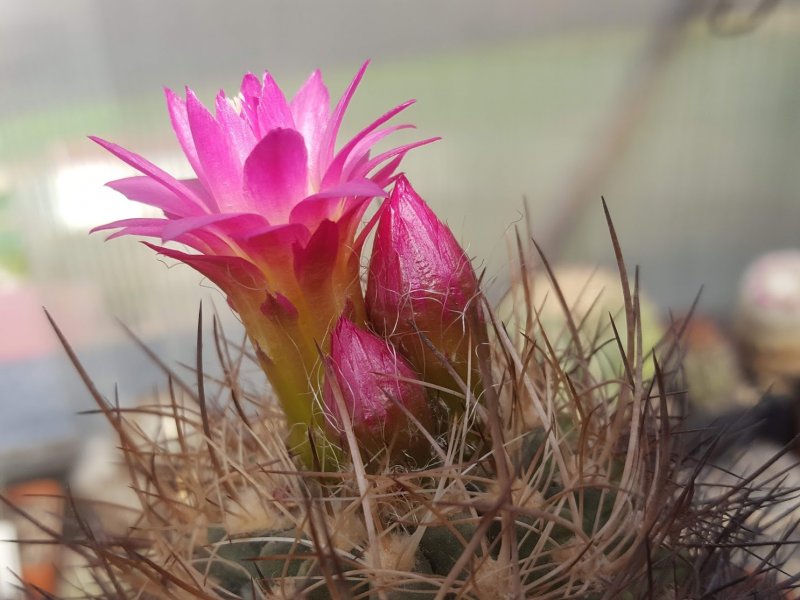 Neoporteria coimasensis 