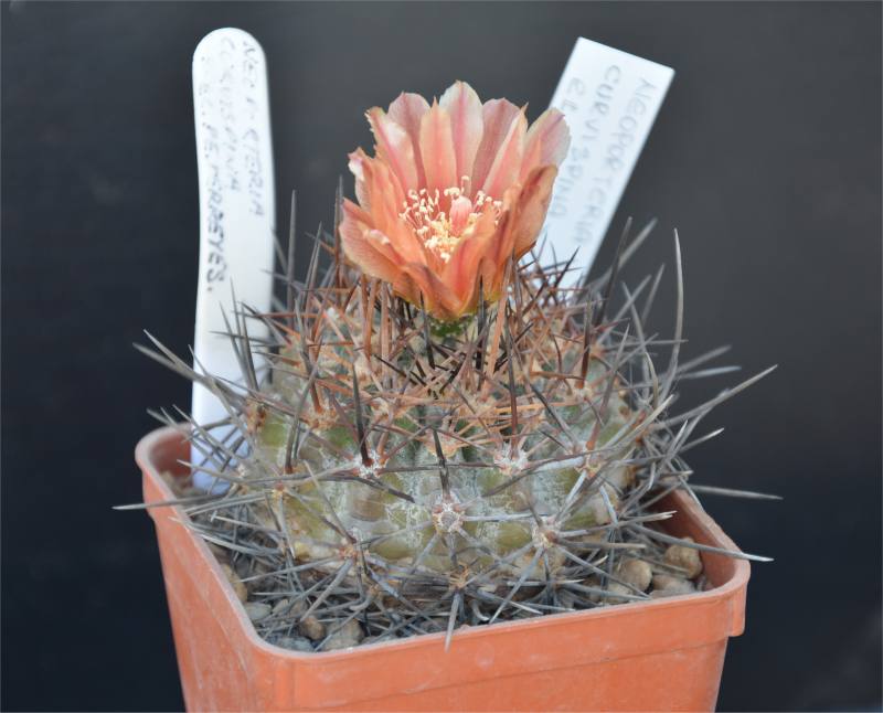 horridocactus curvispinus