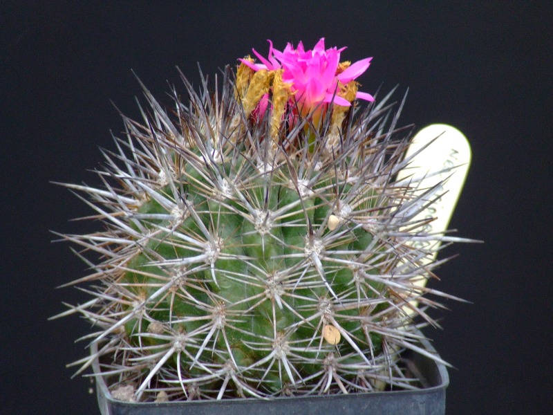 Neoporteria eriocephala v. glaucescens 