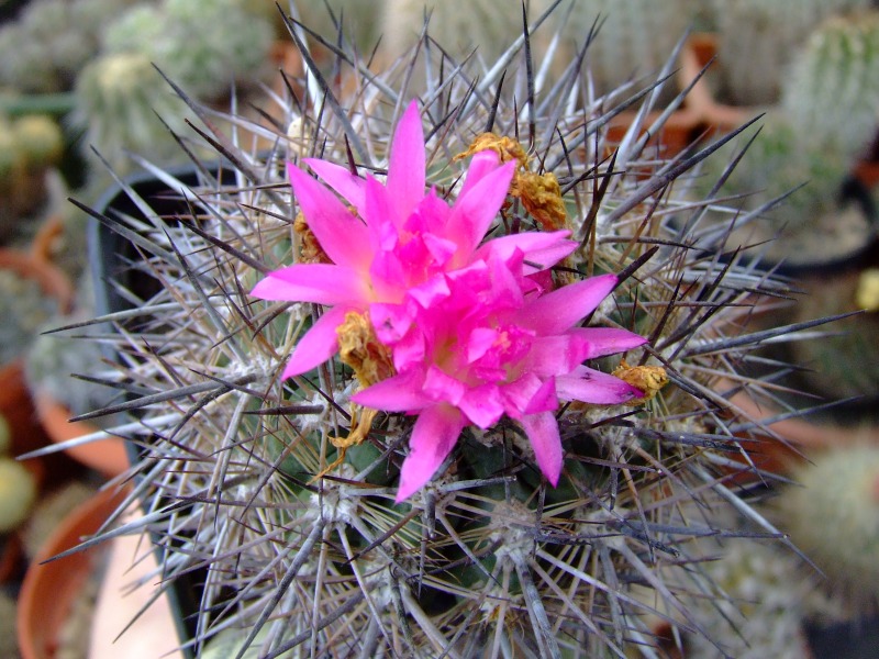 Neoporteria eriocephala v. glaucescens 