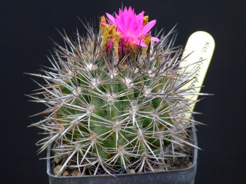 Neoporteria eriocephala v. glaucescens 