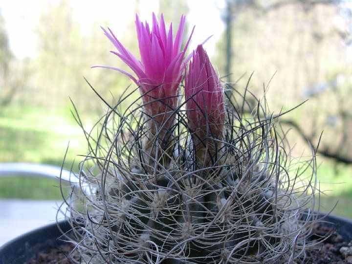 Neoporteria gerocephala 