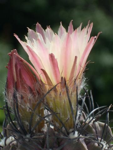 Neoporteria neohankeana 