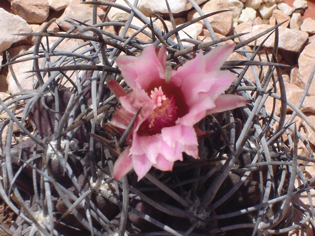 Eriosyce taltalensis 