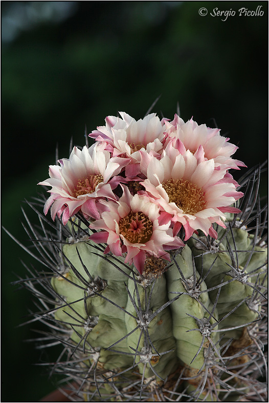 Neoporteria paucicostata 