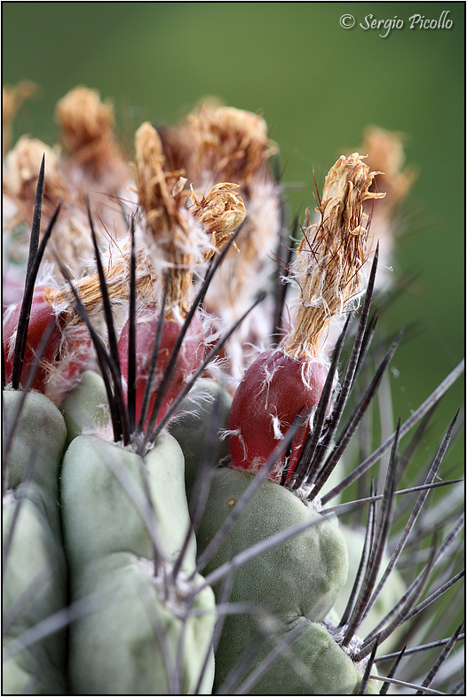 Neoporteria paucicostata 