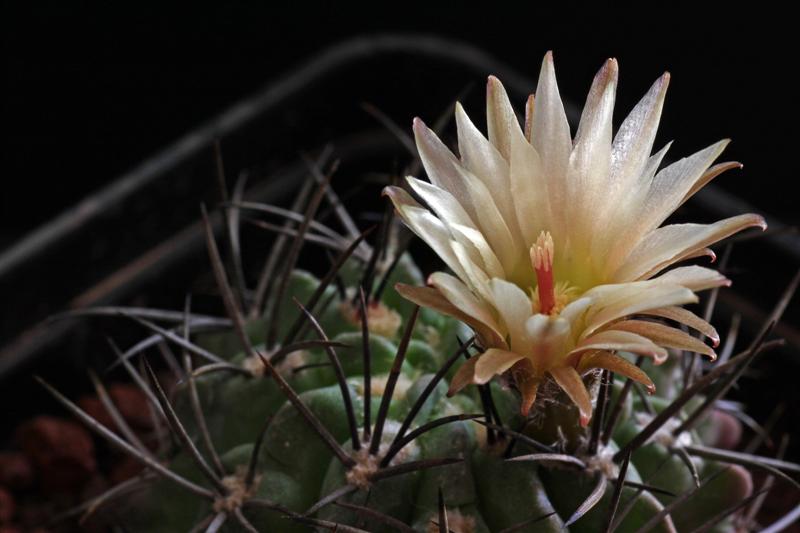 Neoporteria paucicostata 