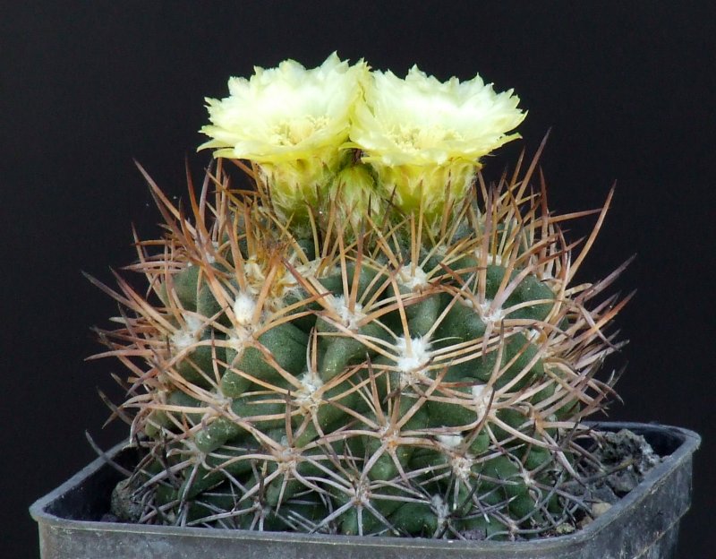 Pyrrhocactus saxifragus 