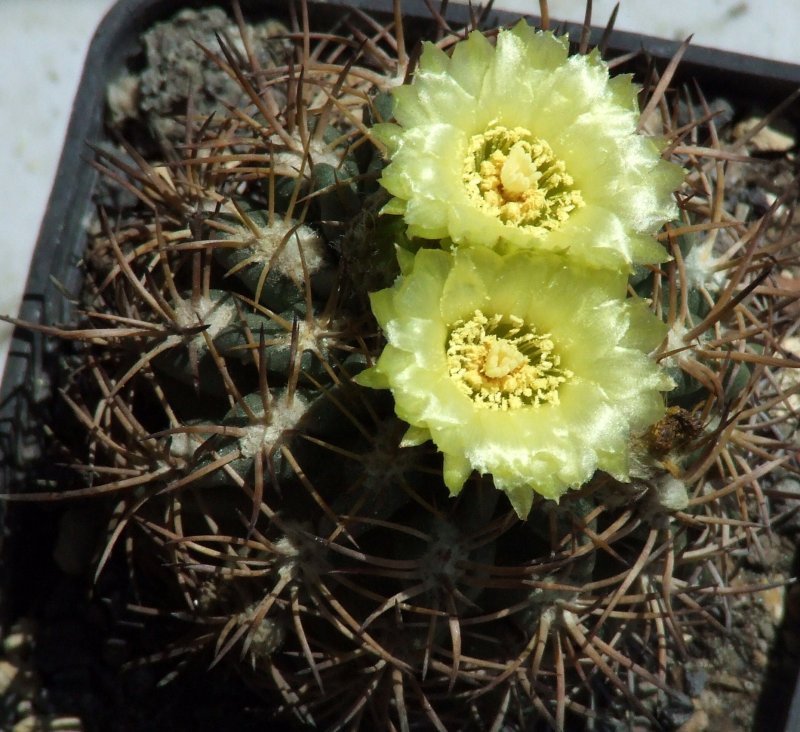 pyrrhocactus saxifragus