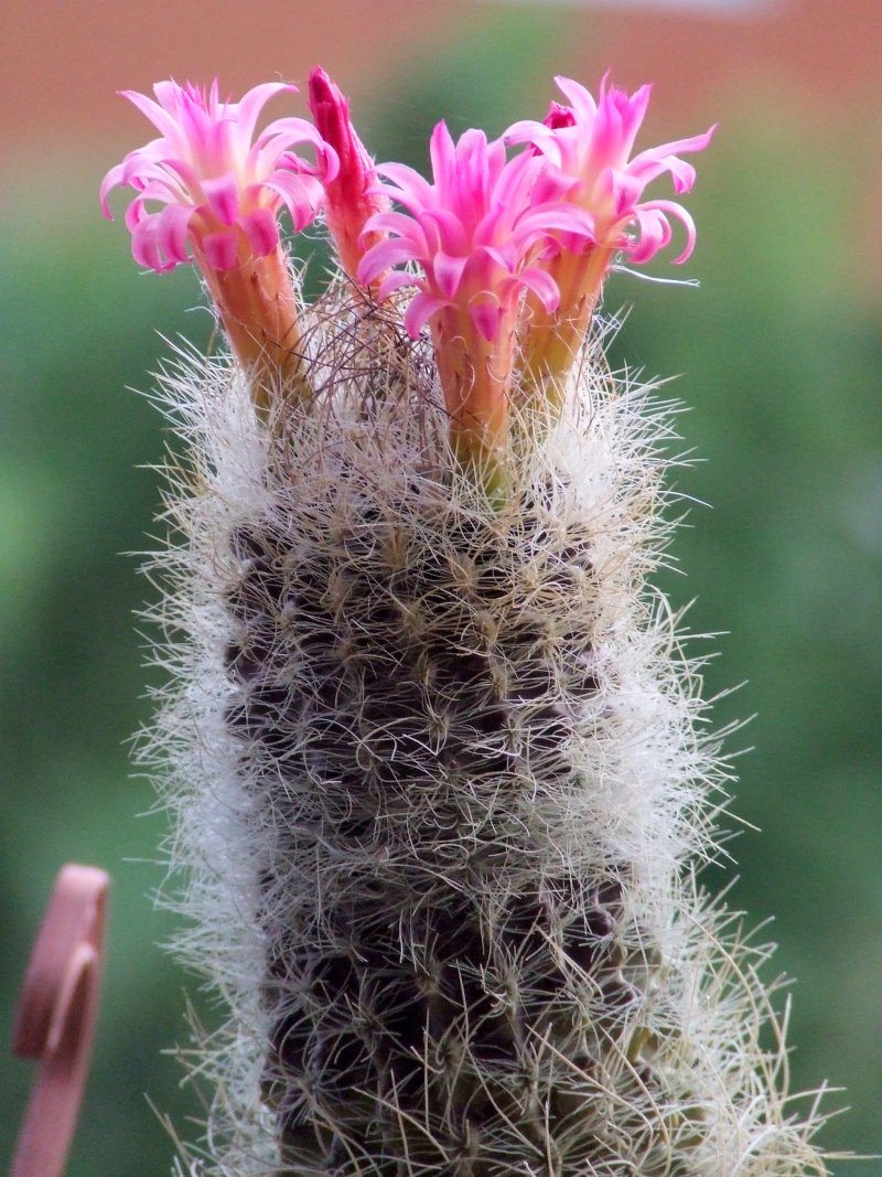 Neoporteria senilis 