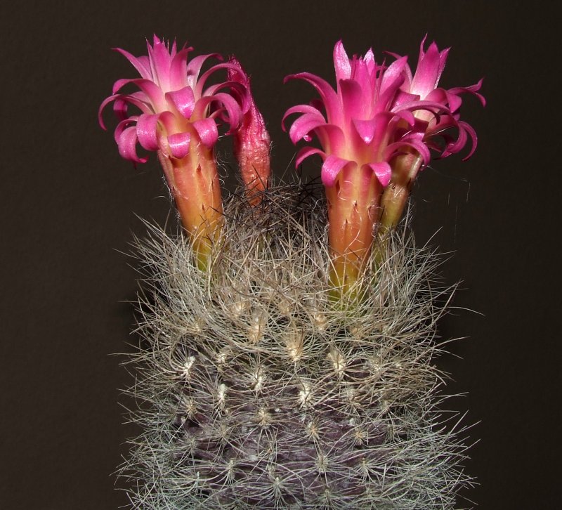 Neoporteria senilis 