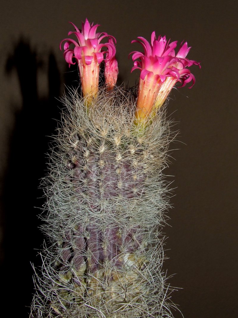 Neoporteria senilis 