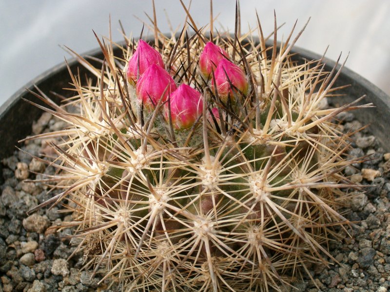 Neoporteria sociabilis 