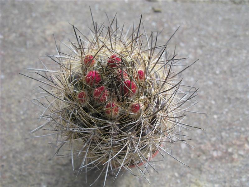 Neoporteria  
