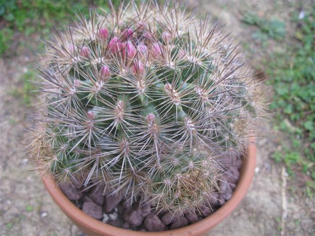 Neoporteria  