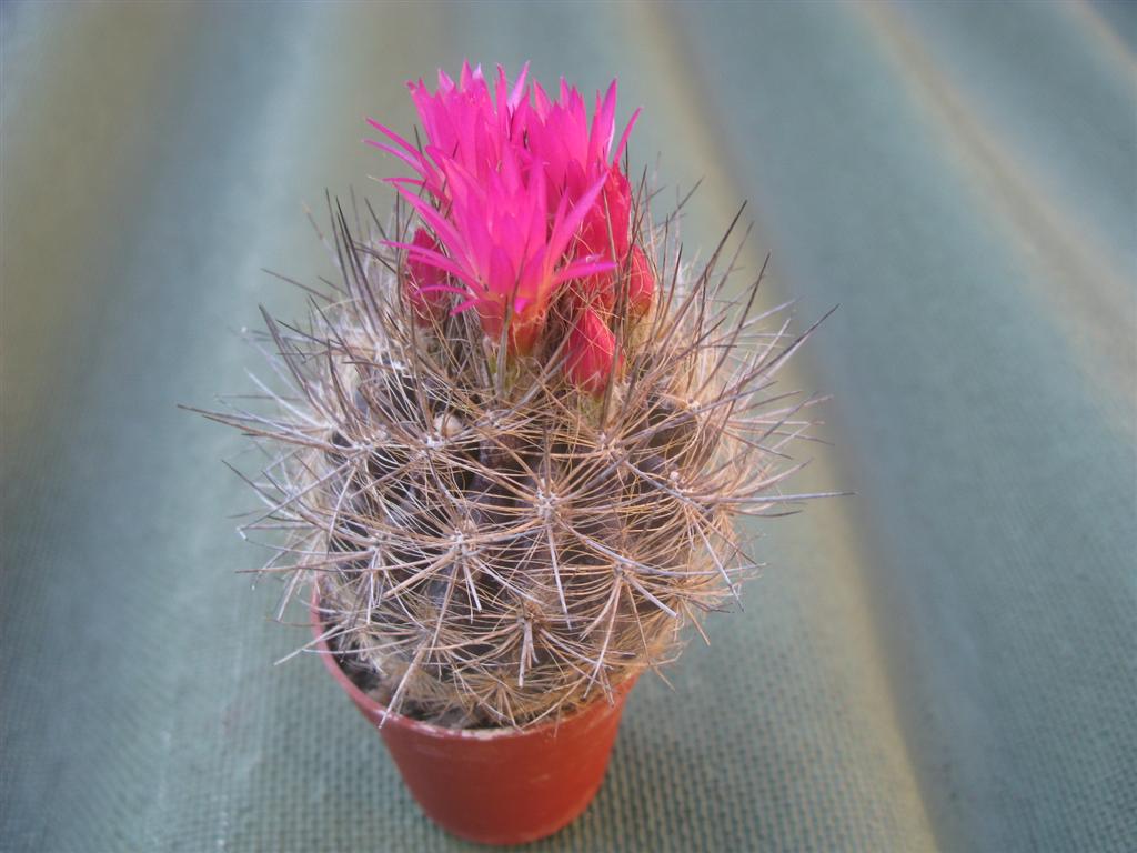 Neoporteria subgibbosa 