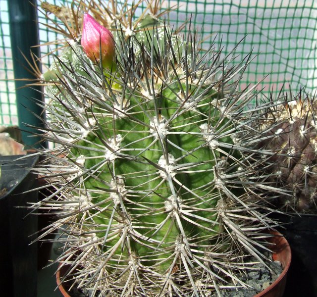 Neoporteria subgibbosa 
