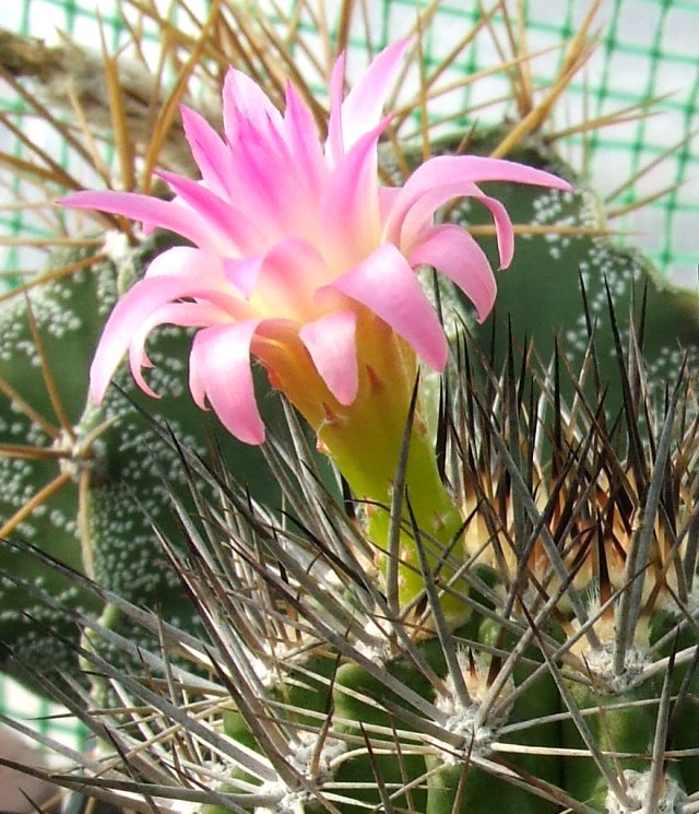 Neoporteria subgibbosa 