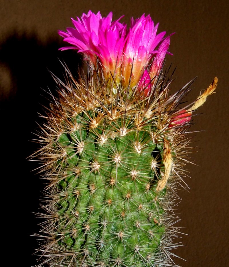 Neoporteria subgibbosa 