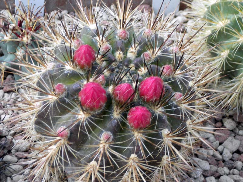 Neoporteria subgibbosa 