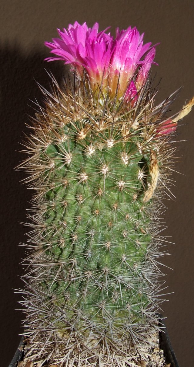 Neoporteria subgibbosa 