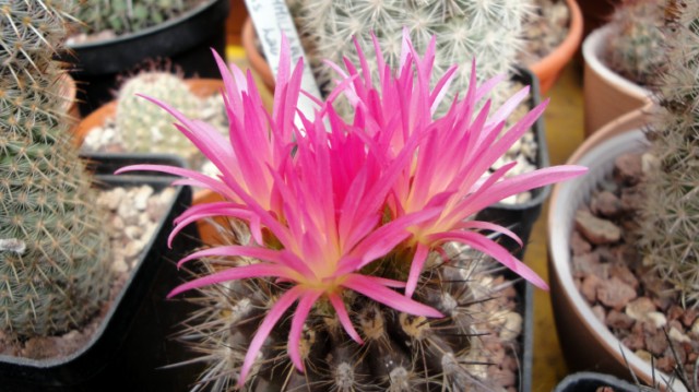 Neoporteria subgibbosa 