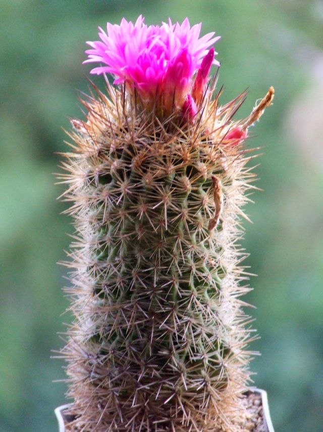 Neoporteria subgibbosa 