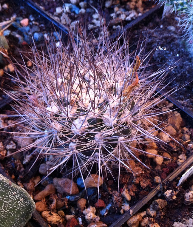 neoporteria atrispinosa