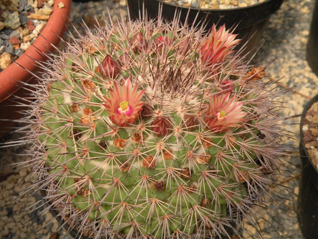 Mammillaria neoschwarzeana repp 821