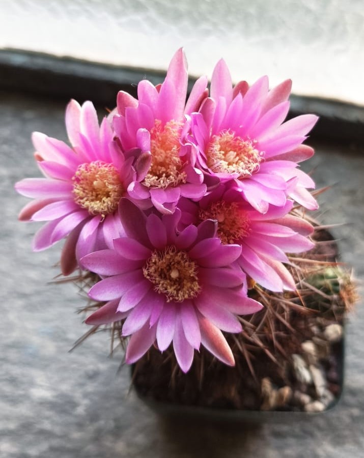 Gymnocalycium neuhuberi 