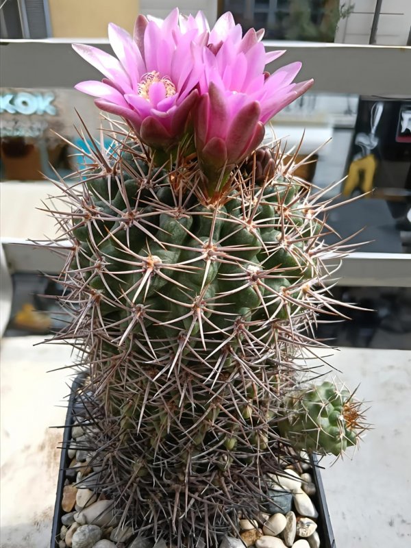Gymnocalycium neuhuberi 